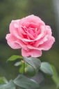 The Role of Rituals in Grief: How Memorial Ceremonies Help with Healing